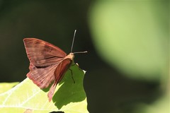 Abisara
