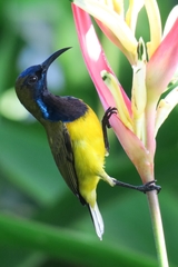 Cinnyris jugularis ornatus