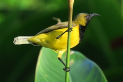 Cinnyris jugularis ornatus