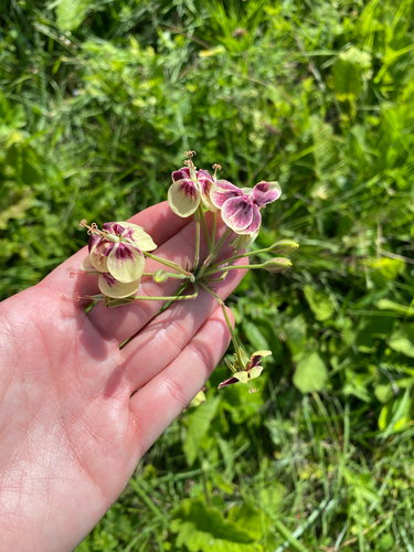 Two-tiered Pelargonium (Pelargonium schlechteri)