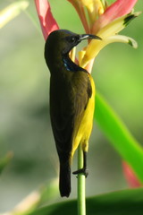 Cinnyris jugularis ornatus