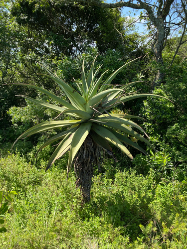 Candelabra Aloe (Aloe candelabrum)