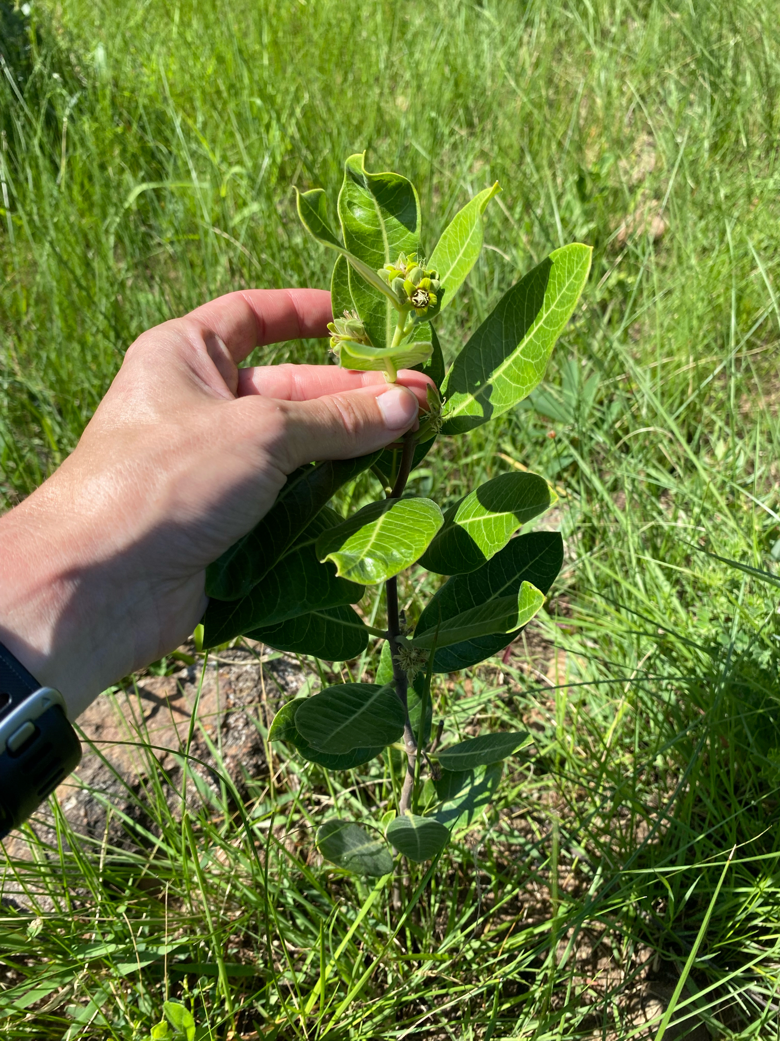 Galpin's Raphio (Raphionacme galpinii)