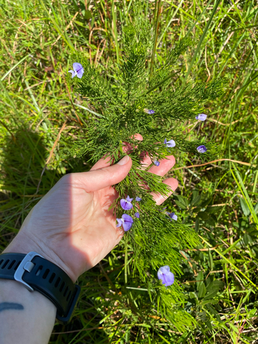 Naked Fountainbush (Psoralea glabra)