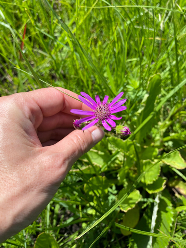 Beauty Ragwort (Senecio speciosus)