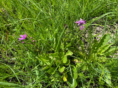 Senecio speciosus, photograph 3
