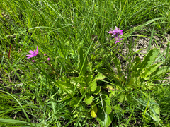 (c) Sunčana Bradley, some rights reserved (CC BY) Senecio speciosus, photograph (c) Sunčana Bradley, some rights reserved (CC BY)