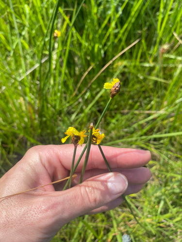Common xyris (Xyris capensis)