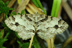 Paradarisa consonaria