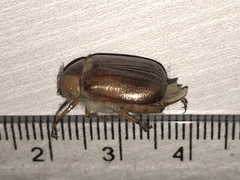 Rhizotrogus aestivus