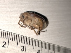 Rhizotrogus aestivus