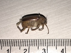 Rhizotrogus aestivus