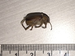 Rhizotrogus aestivus