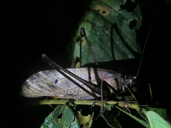 Mecopodinae
