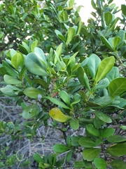 Cyclophyllum coprosmoides