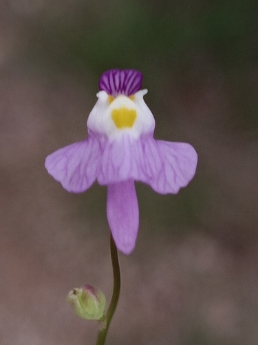 Utricularia warburgii