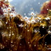 Corales de Fuego - Photo (c) Vishal Bhave, algunos derechos reservados (CC BY-NC-SA), uploaded by Vishals_Lab