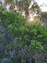 Cyclophyllum coprosmoides