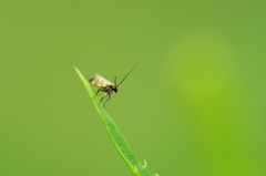 Micropterix aruncella