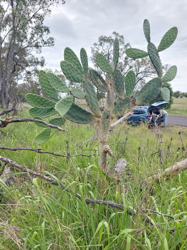 Woollyjoint Pricklypear