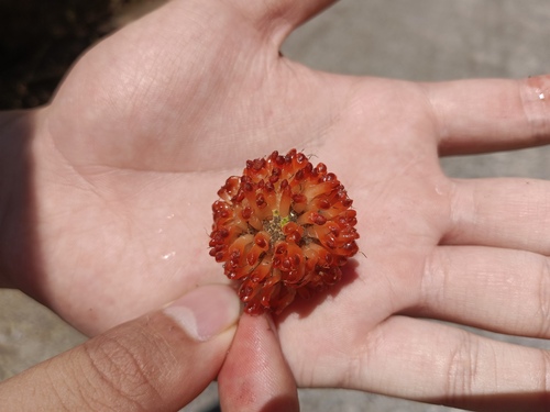 Paper mulberry