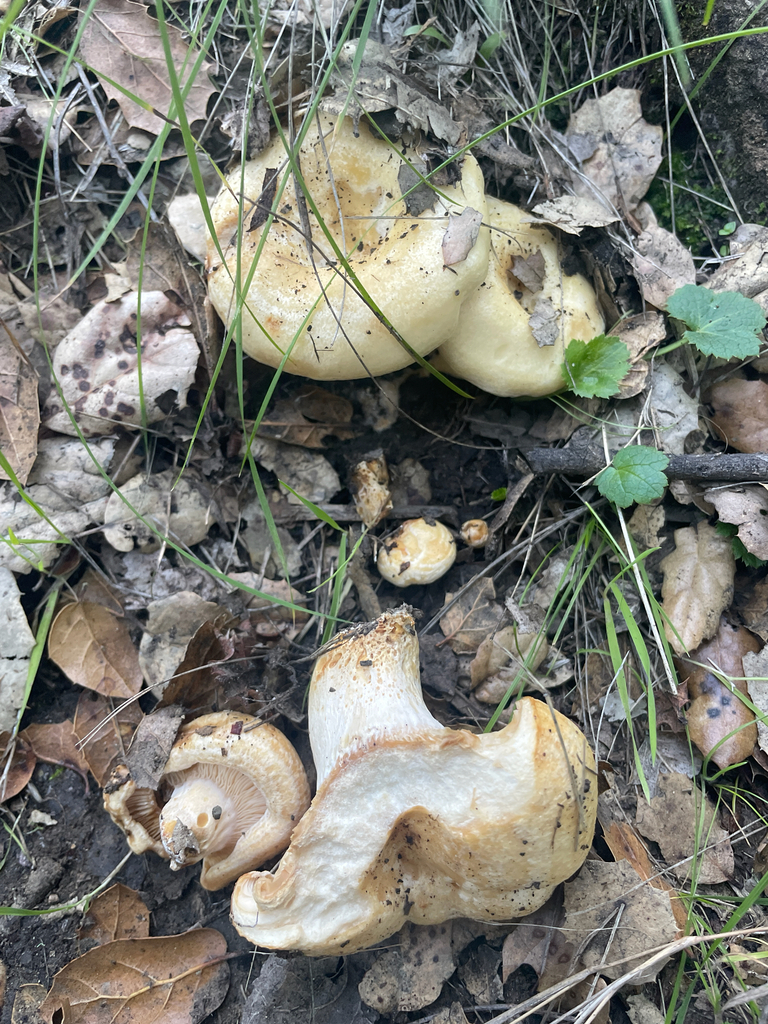 Lactarius alnicola · December 2025 · photo: © ethologist (iNaturalist, cc-by)