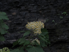 Montanoa quadrangularis