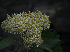 Montanoa quadrangularis