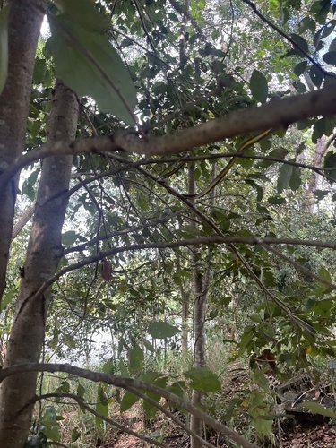 Common Tree Snake sighting