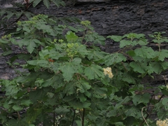 Montanoa quadrangularis