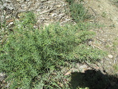 Asparagus horridus