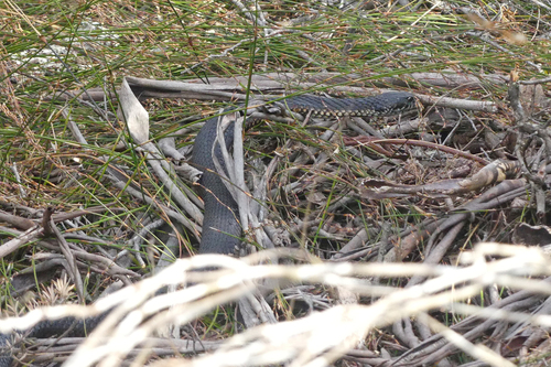 Highlands Copperhead sighting