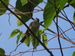 Myiopagis gaimardii