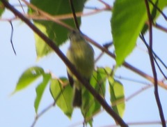 Myiopagis gaimardii