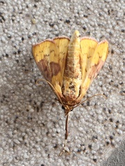 Polygrammodes ponderalis