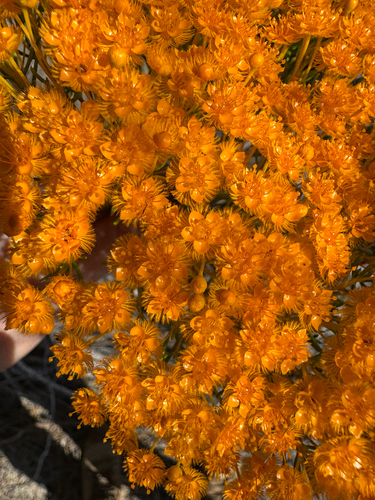 Verticordia nitens, photograph 3