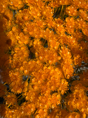 Verticordia nitens, photograph (c) David Thompson, some rights reserved (CC BY)