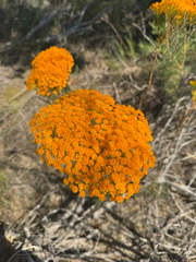 Verticordia nitens