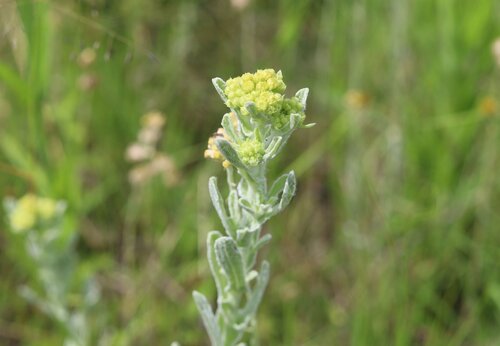 Grassland Vleiweed (Nidorella hottentotica)