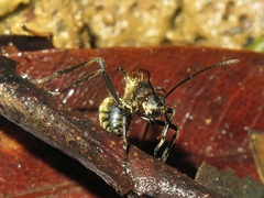 Polyrhachis ypsilon