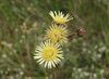 Rasp African Thistle - Photo (c) Paul Hoekman, some rights reserved (CC BY), uploaded by Paul Hoekman