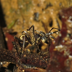 Polyrhachis ypsilon