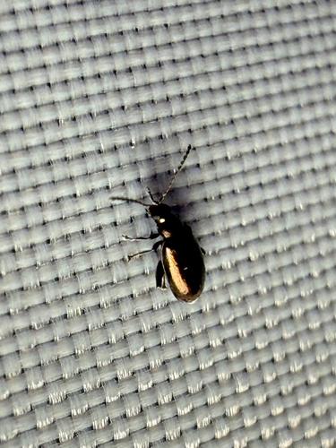 Black-headed Systena photo 5