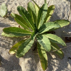 Sonchus megalocarpus