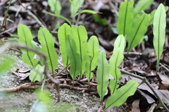 Microgramma squamulosa