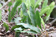 Microgramma squamulosa