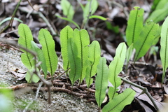 Microgramma squamulosa