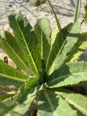 Sonchus megalocarpus