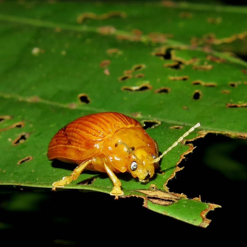 Podontia flava