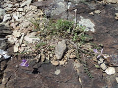 Oxytropis teres